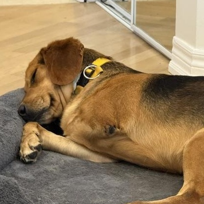 Beckham, a ADOPTABLE mixed breed in Scarborough, ON image 3/6