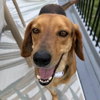 Beckham, ADOPTABLE, Adult Male Beagle.