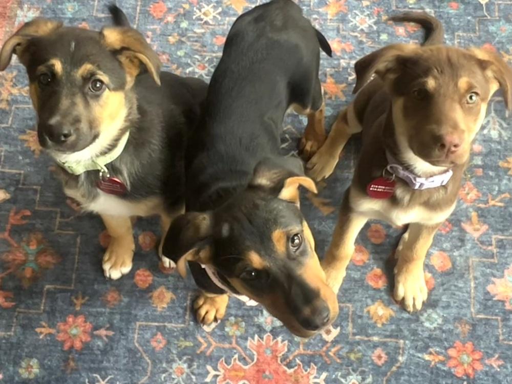 26-034 Ivy, Adoptable, Puppy Female Shepherd & Rottweiler.