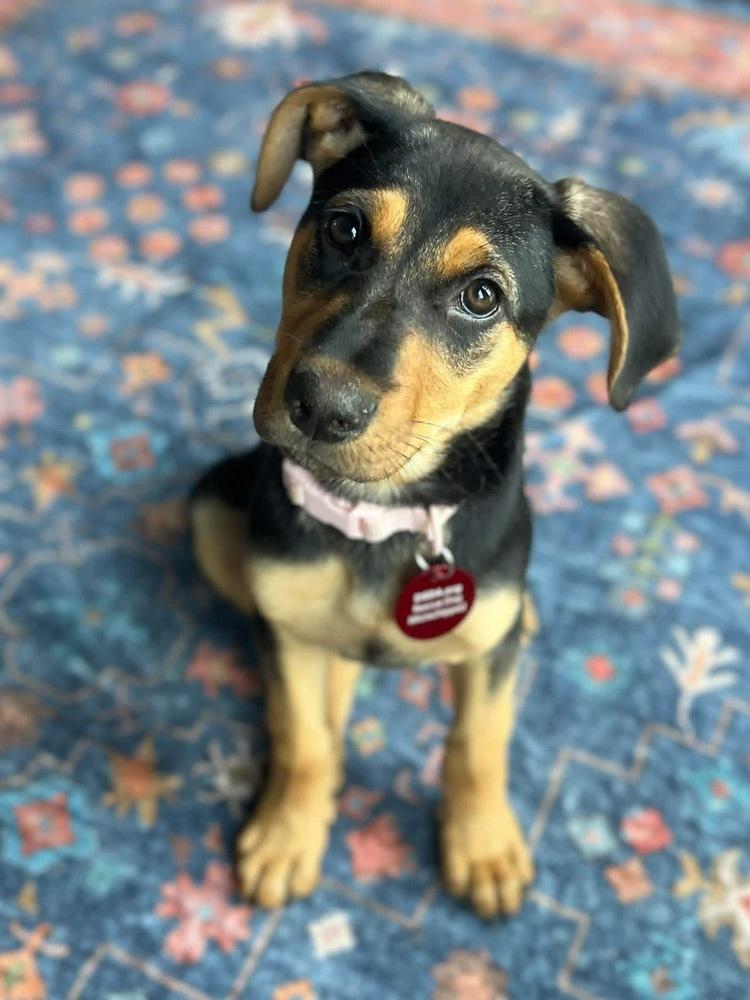26-034 Ivy, a Adoptable mixed breed in Richardson, TX image 2/6