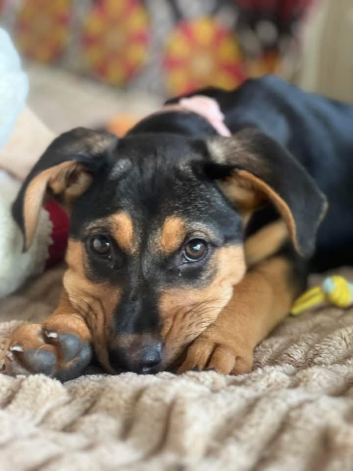 26-034 Ivy, a Adoptable mixed breed in Richardson, TX image 3/6