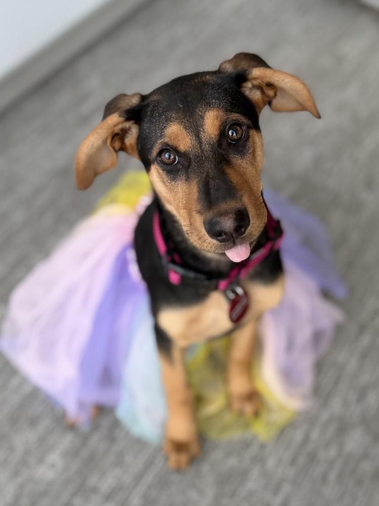 26-034 Ivy, a Adoptable mixed breed in Richardson, TX image 4/6
