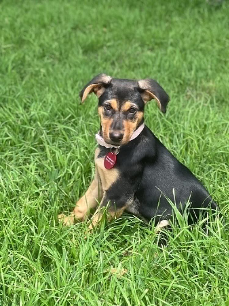 26-034 Ivy, a Adoptable mixed breed in Richardson, TX image 5/6