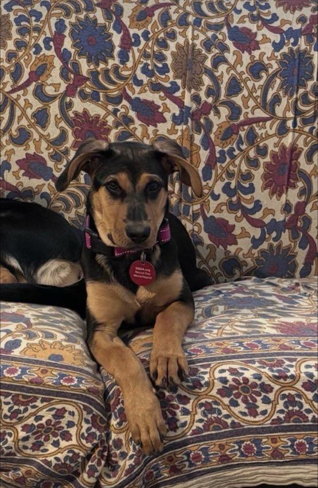 26-034 Ivy, a Adoptable mixed breed in Richardson, TX image 5/6