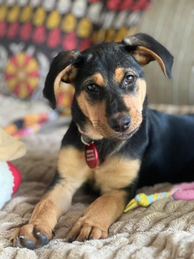 26-034 Ivy, a Adoptable mixed breed in Richardson, TX image 6/6
