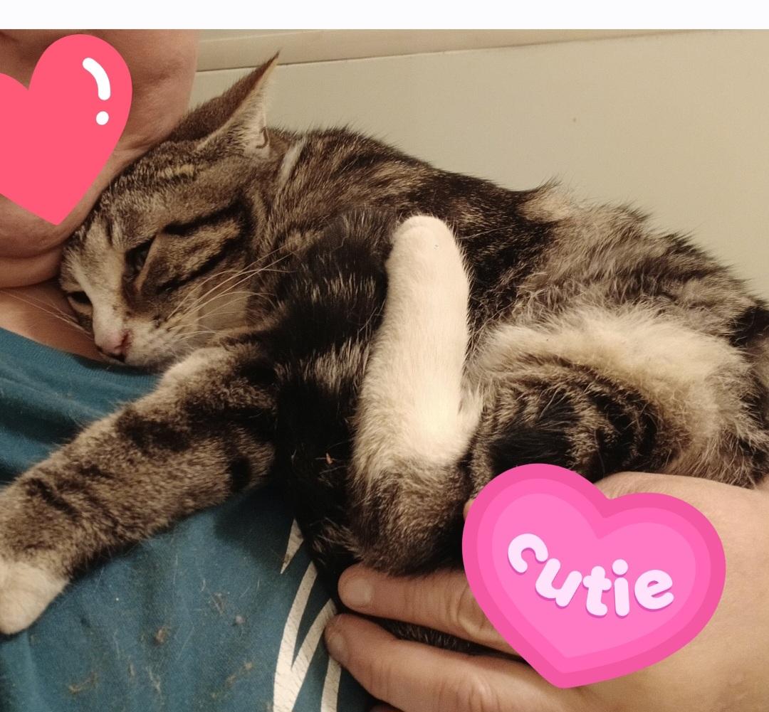 Snickerdoodle, adopted, Young Male Domestic Short Hair.