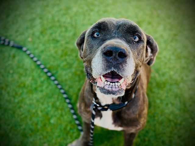 Enlarge QUEEN, a Adoptable Cane Corso in Orlando, FL image 1/1
