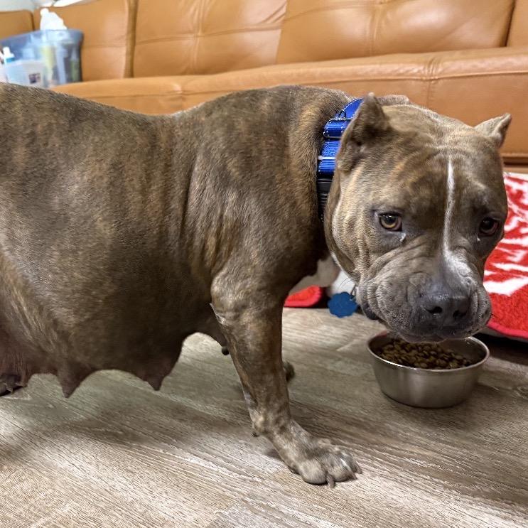 744 (2025) Miso, Adoptable, Adult Female Pit Bull Terrier.