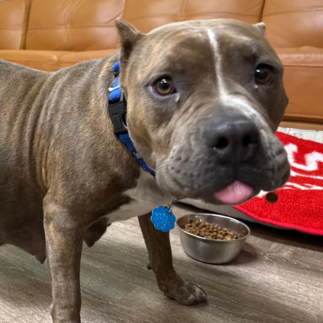 Enlarge 744 (2025) Miso, a Adoptable Pit Bull Terrier in Parker, CO image 2/6