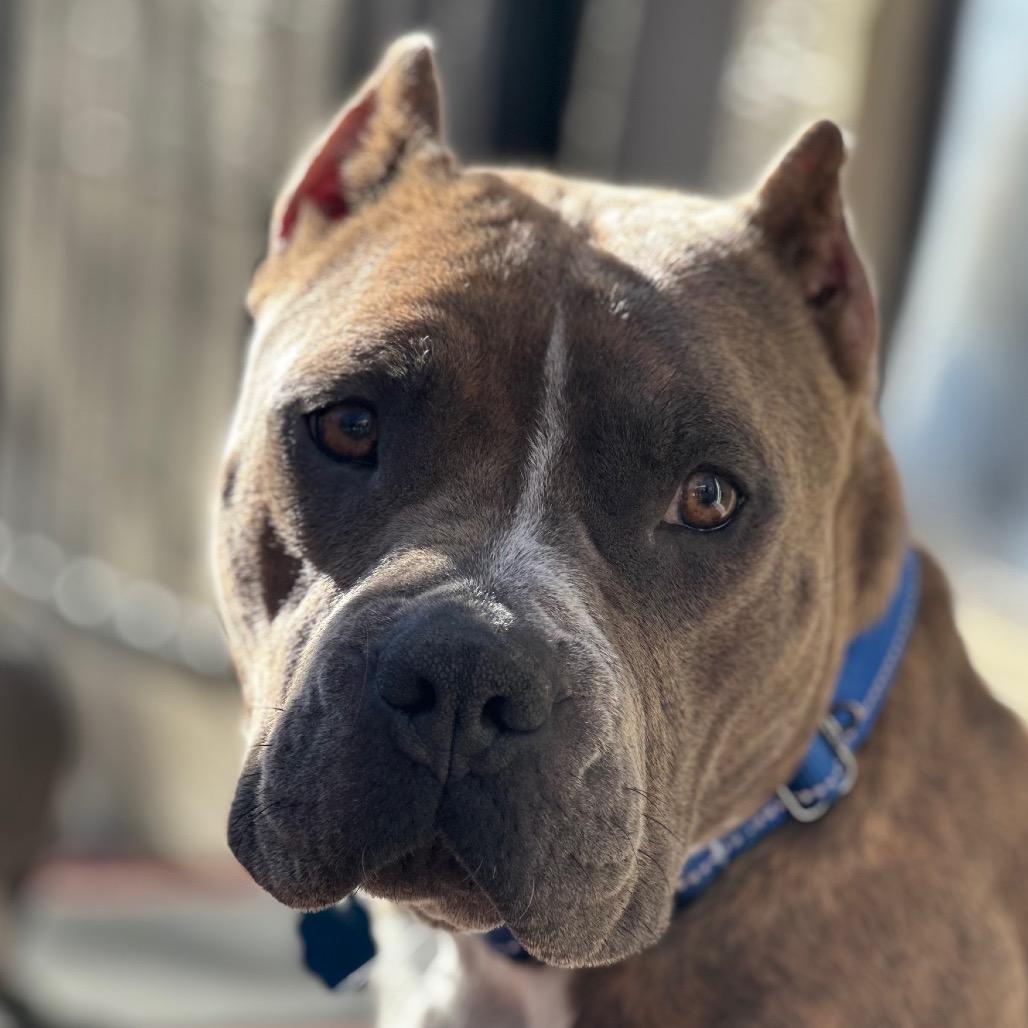 Enlarge 744 (2025) Miso, a Adoptable Pit Bull Terrier in Parker, CO image 3/6