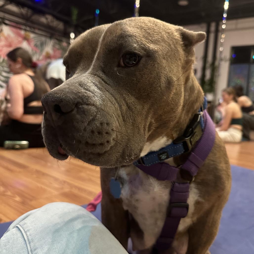 Enlarge 744 (2025) Miso, a Adoptable Pit Bull Terrier in Parker, CO image 4/6