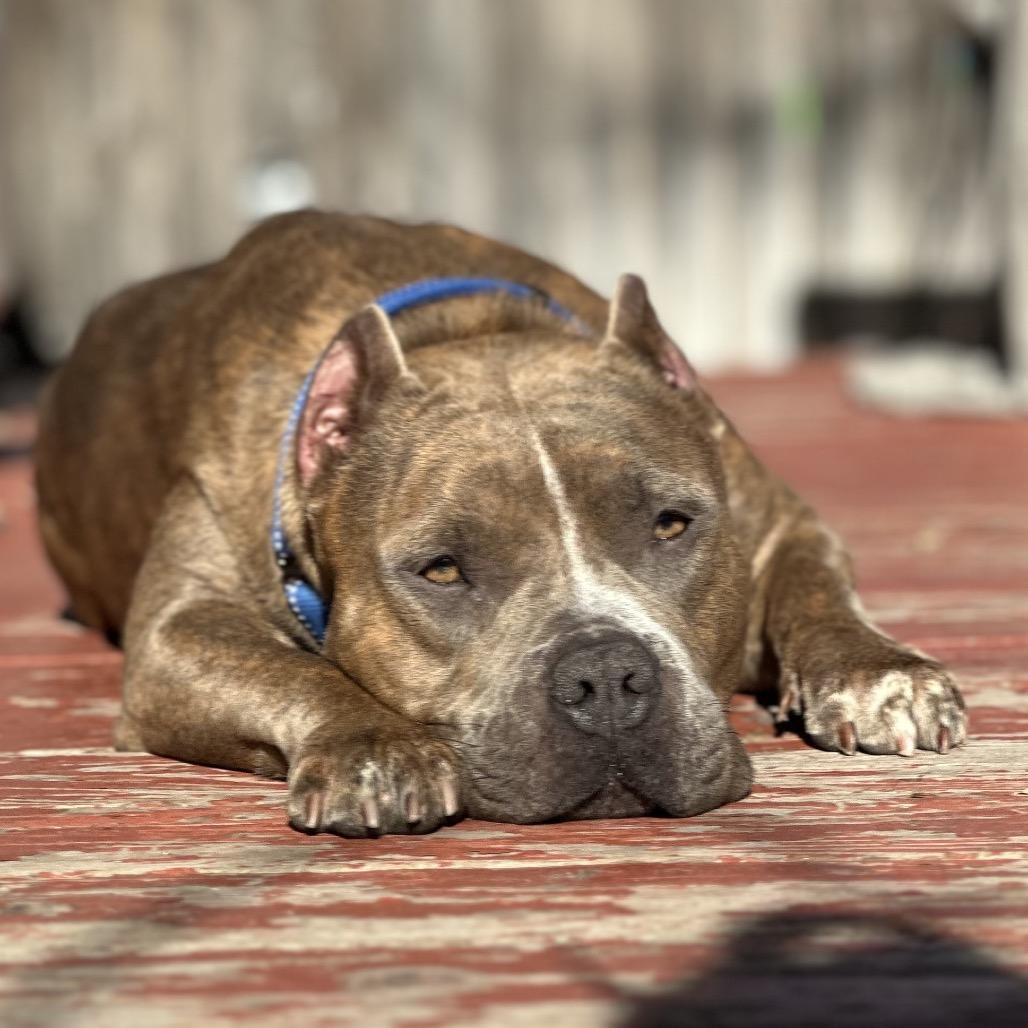 Enlarge 744 (2025) Miso, a Adoptable Pit Bull Terrier in Parker, CO image 5/6