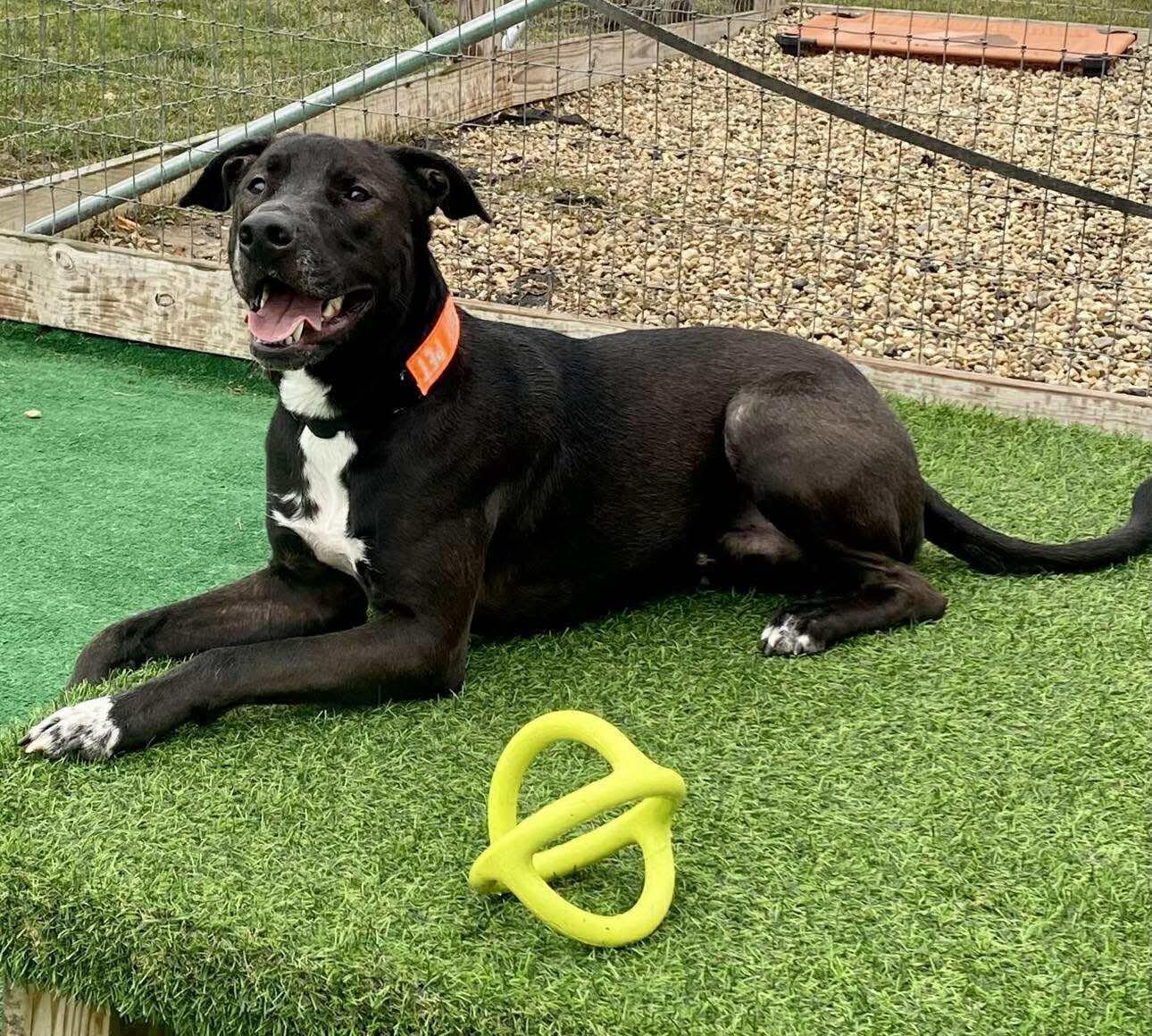 Pops, a Adoptable mixed breed in Torrington, CT image 1/4
