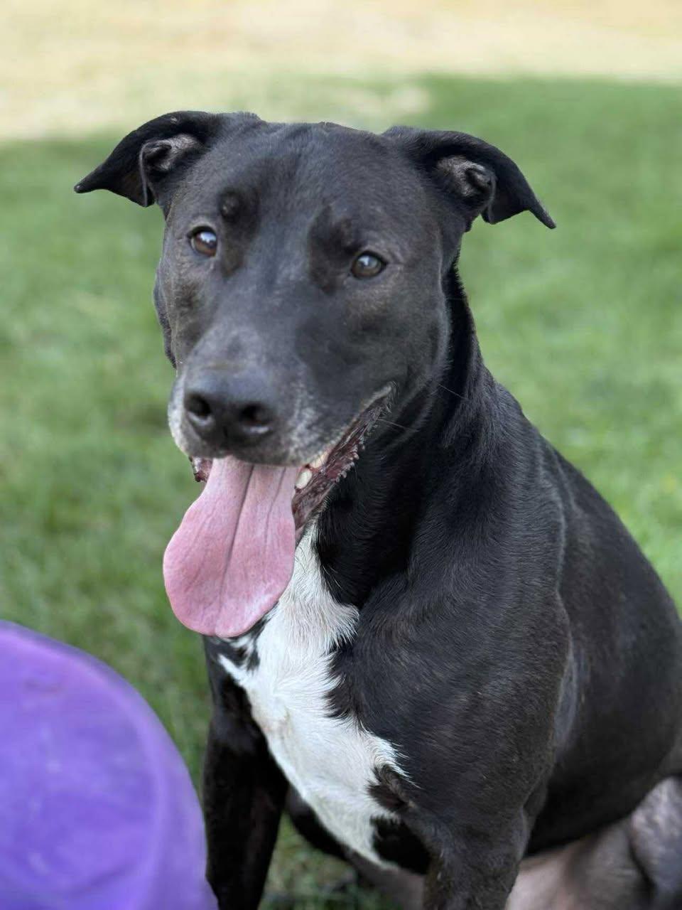 Pops, a Adoptable mixed breed in Torrington, CT image 2/4