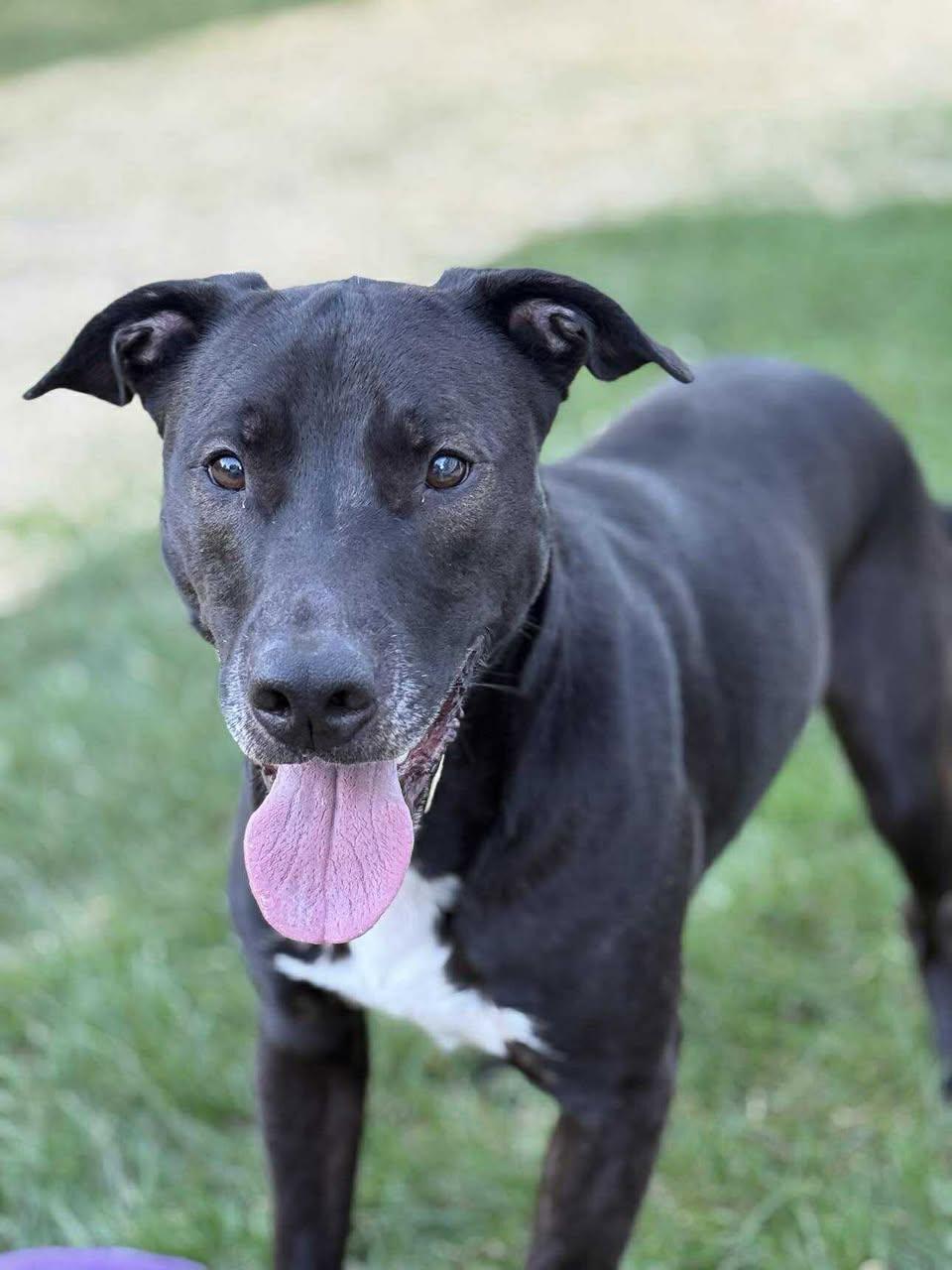 Pops, a Adoptable mixed breed in Torrington, CT image 3/4