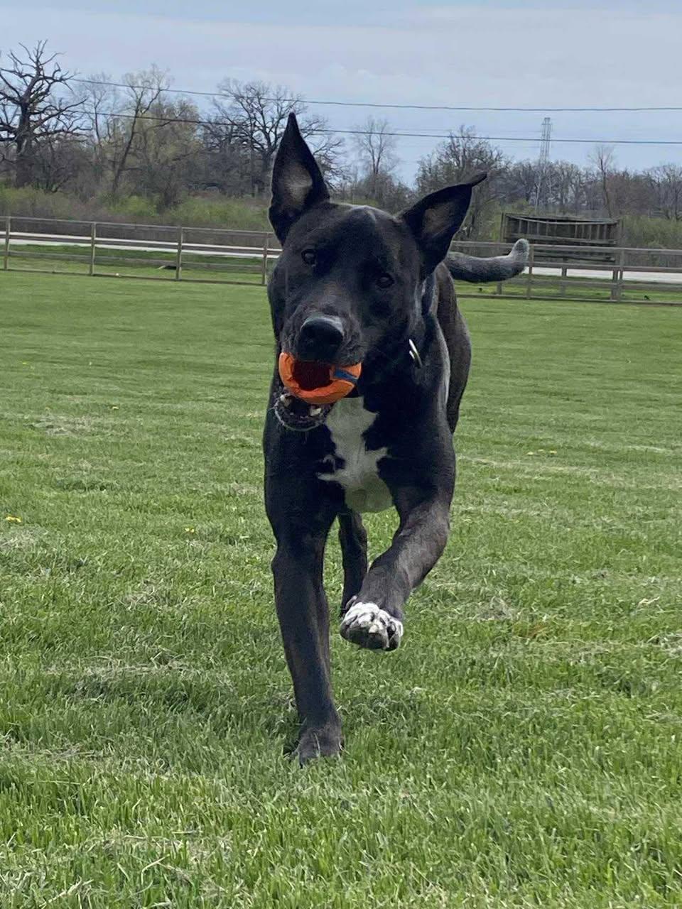 Pops, a Adoptable mixed breed in Torrington, CT image 4/4