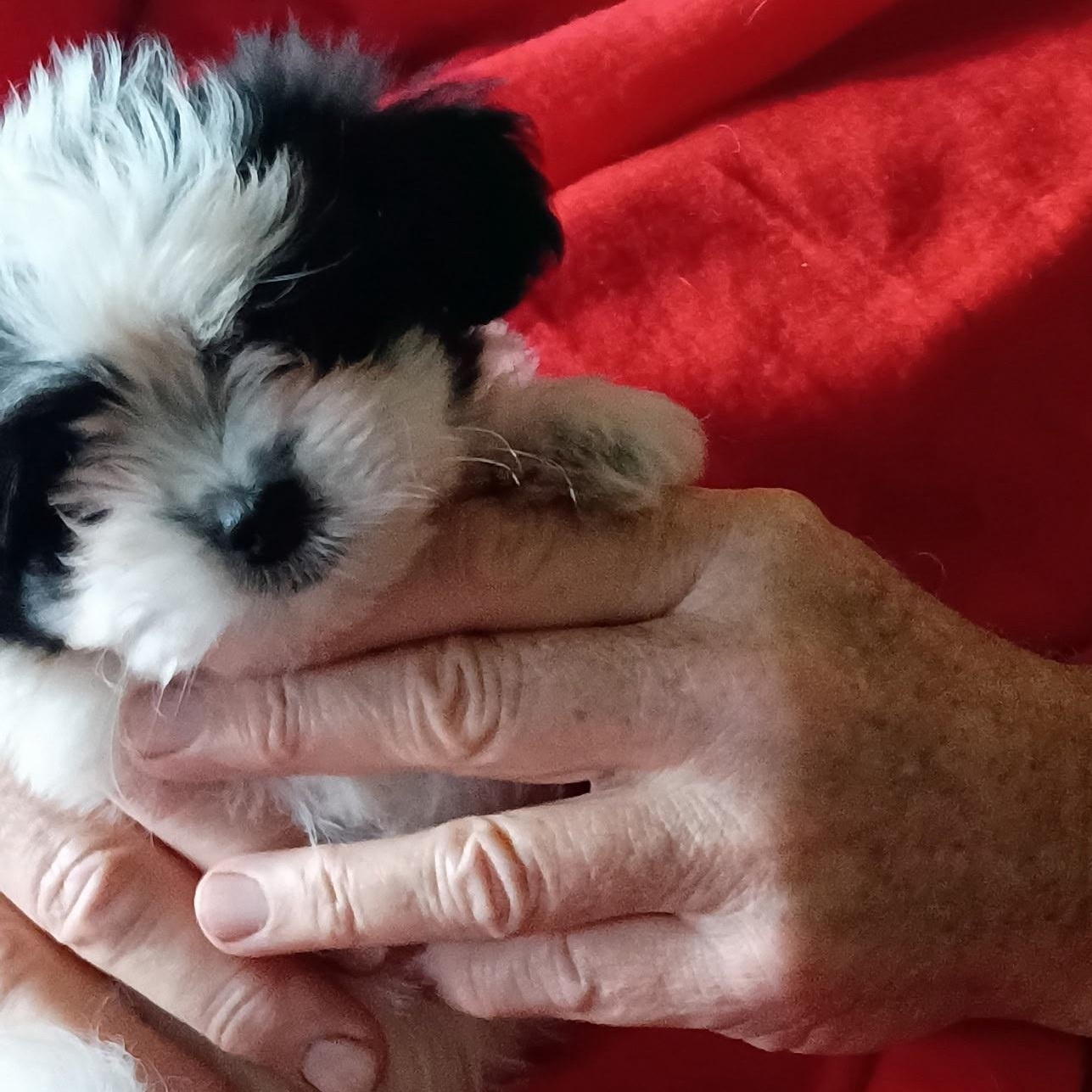 ZIGGY, adopted, Puppy Male Pomeranian.