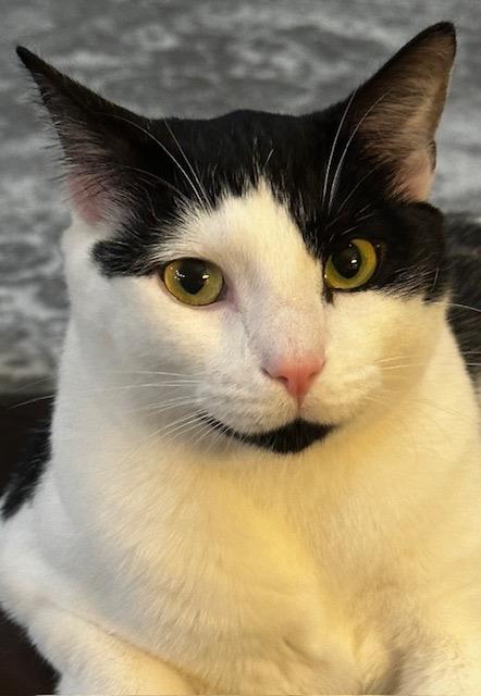 Ernie, a ADOPTABLE mixed breed in Crossville, TN image 2/2