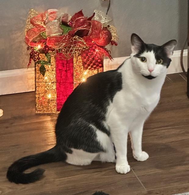 Ernie, ADOPTABLE, Adult Male Domestic Short Hair & Tuxedo.