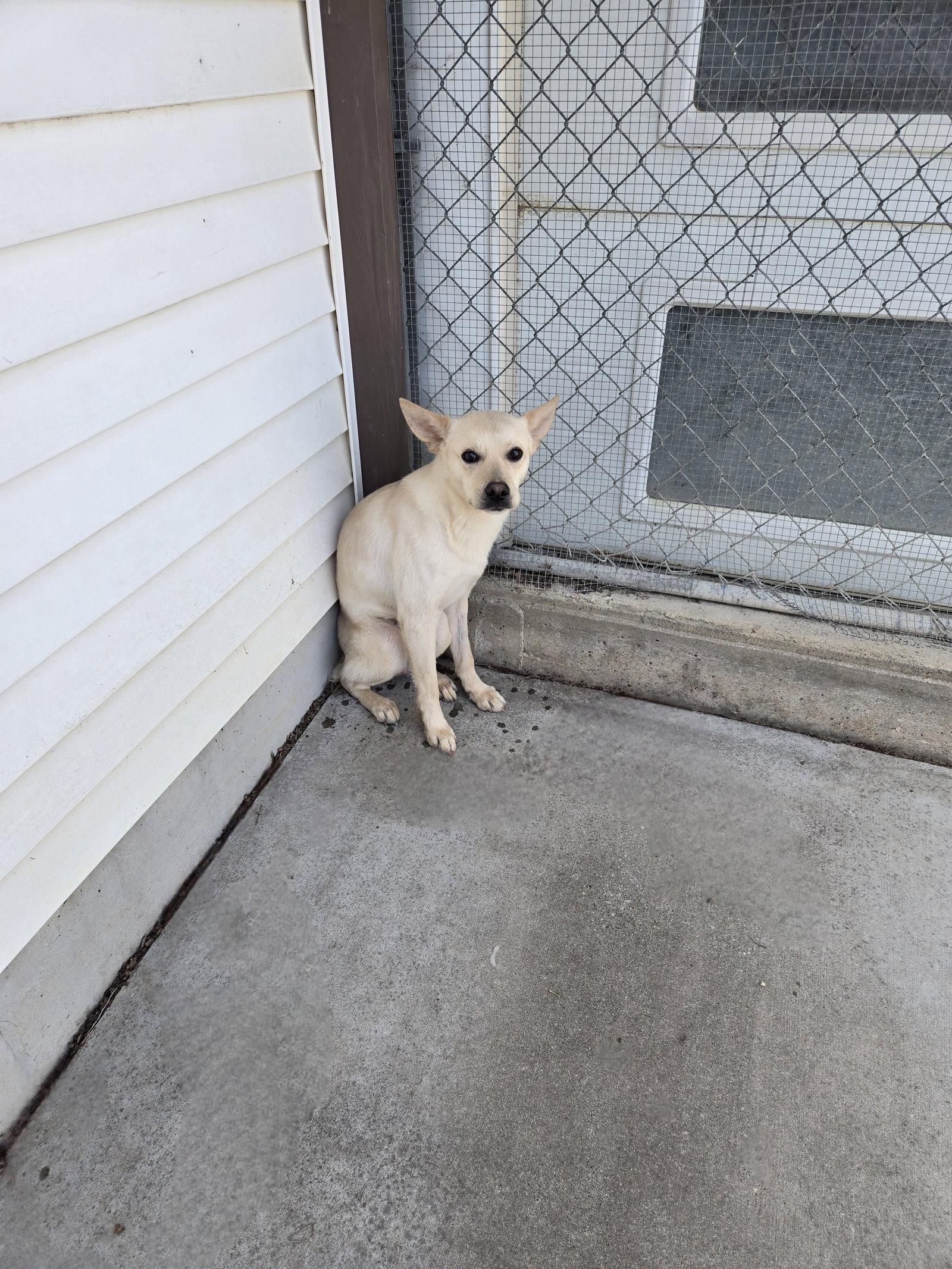 Forrest, Adoptable, Adult Male Terrier.