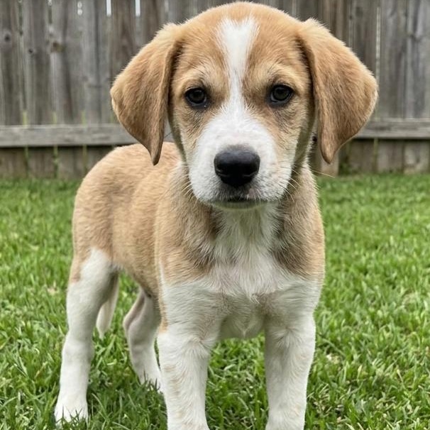 Monty - Sponsored Reduced Adoption Fee, Adopted, Puppy Male Beagle & Great Pyrenees.