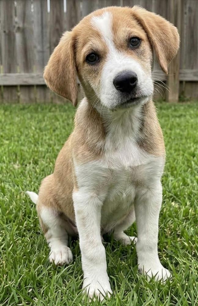 Enlarge Monty - Sponsored Reduced Adoption Fee, a Adopted mixed breed in Fort Wayne, IN image 3/3