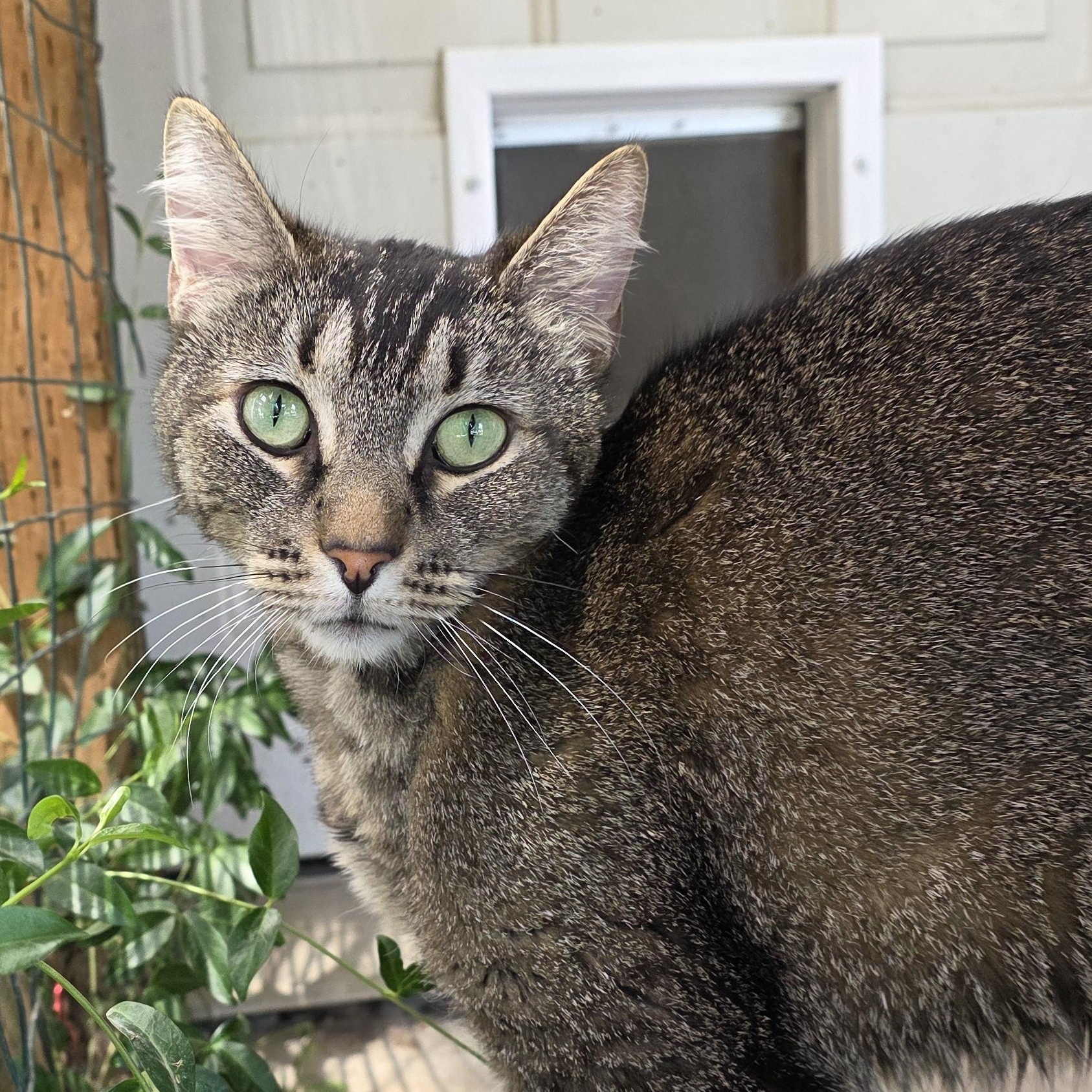 Enlarge Lily, an adopted Domestic Short Hair in Quilcene, WA image 3/5