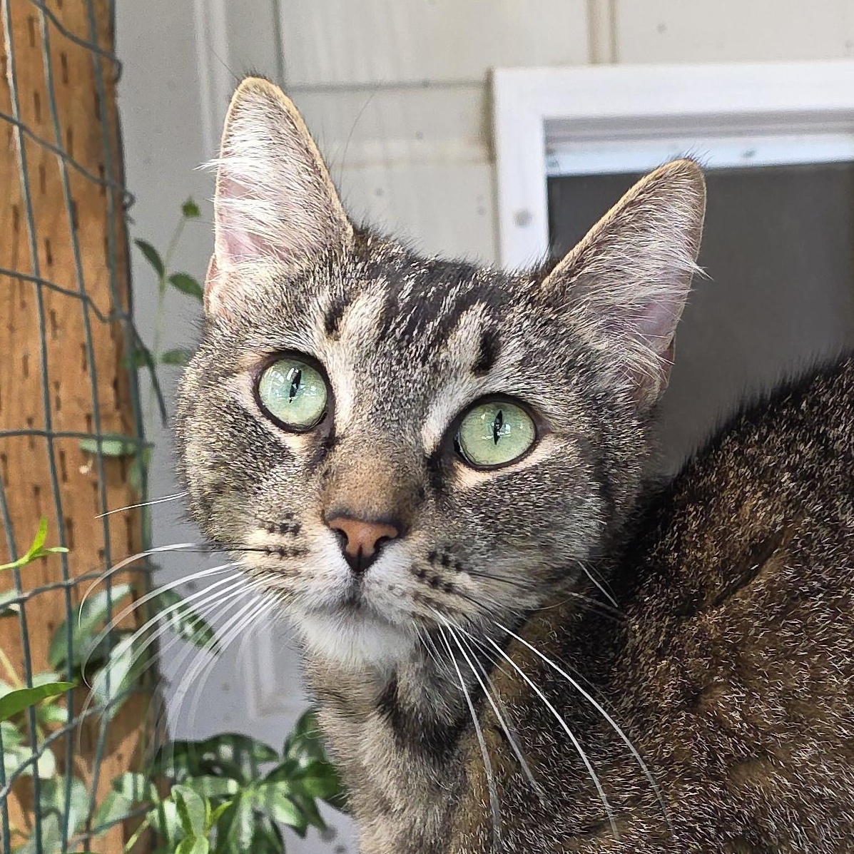 Lily, adopted, Adult Female Domestic Short Hair.