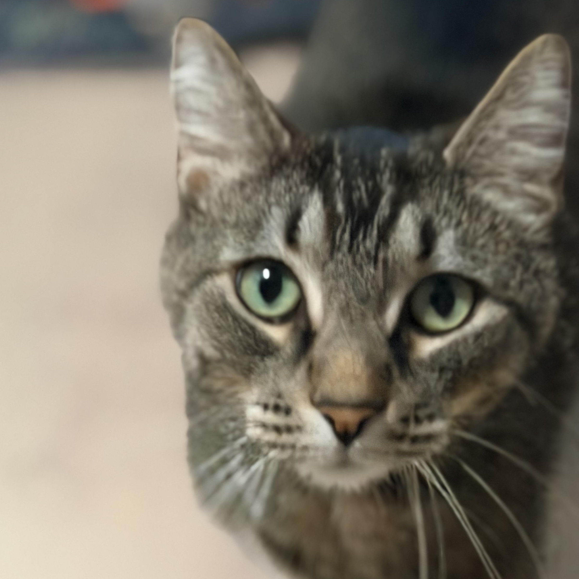 Enlarge Lily, an adopted Domestic Short Hair in Quilcene, WA image 4/5