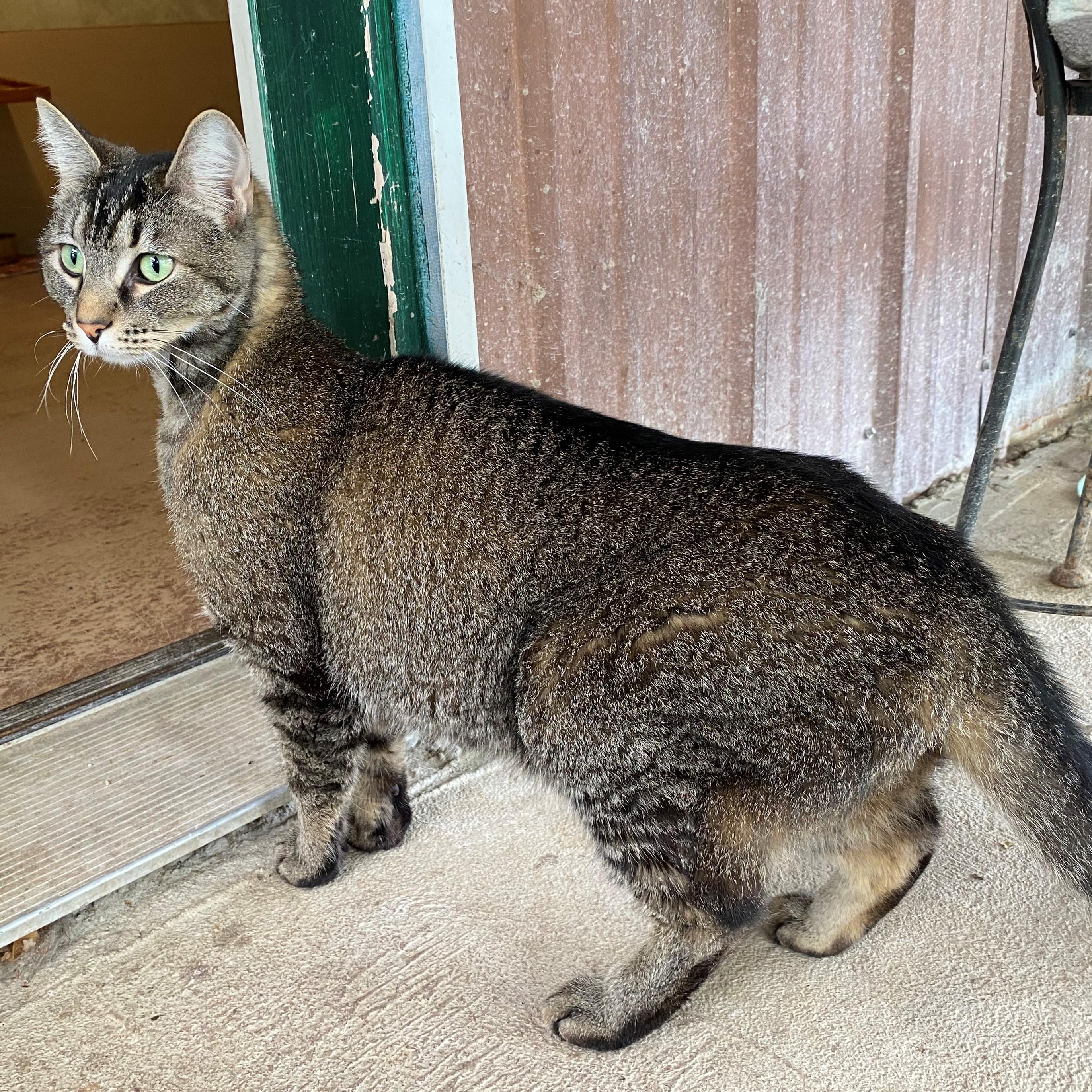 Enlarge Lily, an adopted Domestic Short Hair in Quilcene, WA image 2/5