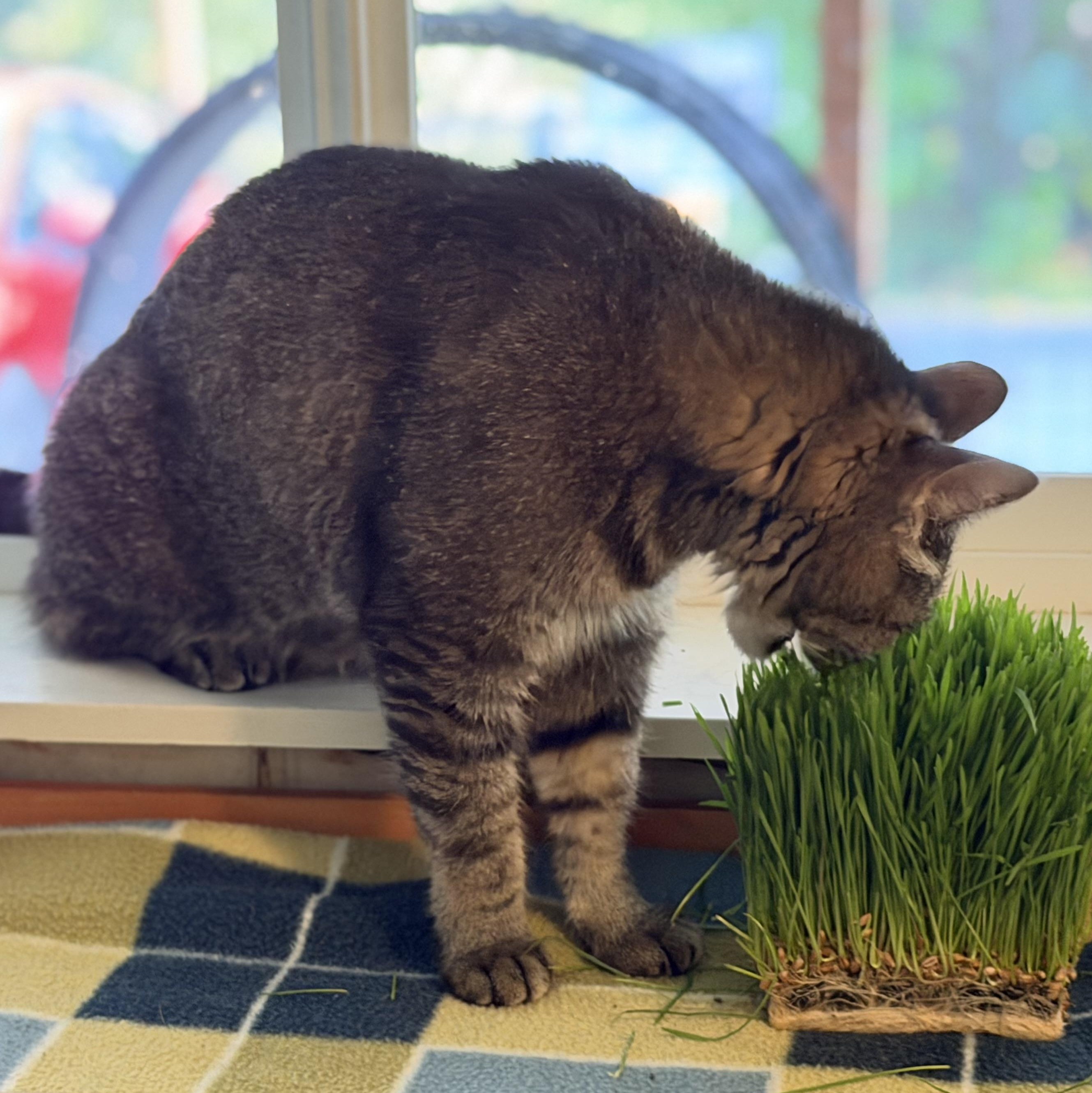 Enlarge Lily, an adopted Domestic Short Hair in Quilcene, WA image 5/5