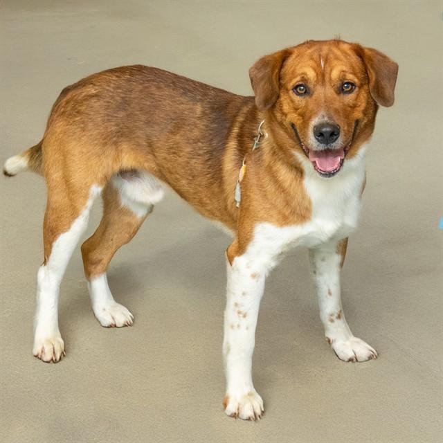 Enlarge BARNEY, a Adoptable mixed breed in St. Louis, MO image 1/1