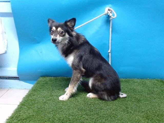 A5766494, Adoptable, Young Male Shetland Sheepdog / Sheltie & Mixed Breed.