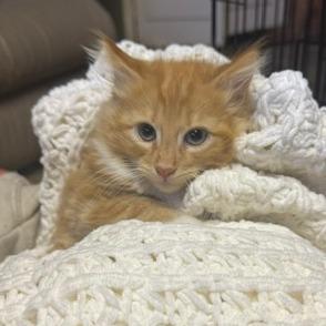 Astro, Adoptable, Kitten Male Domestic Long Hair.