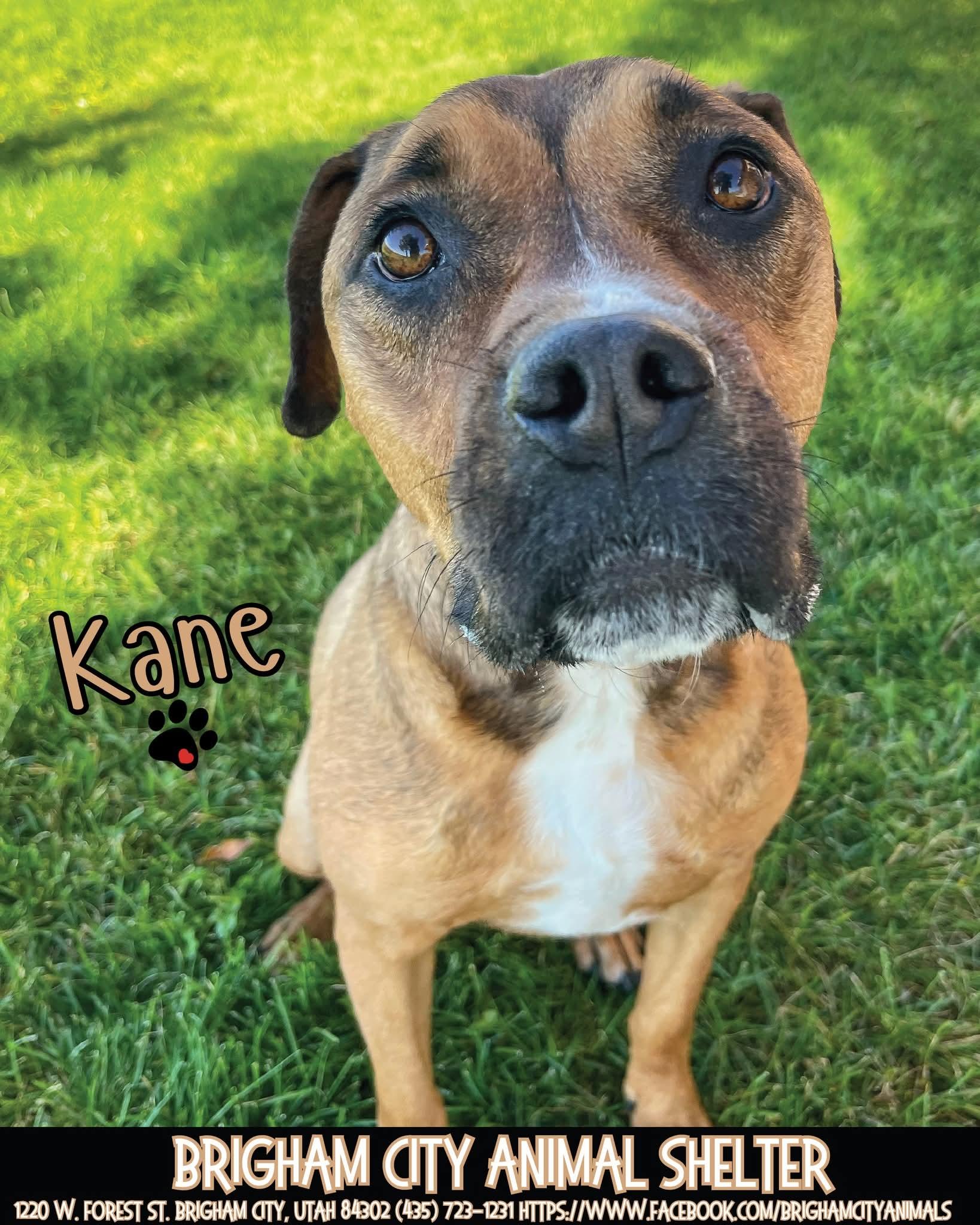 Kane, Adopted, Adult Male Pit Bull Terrier.