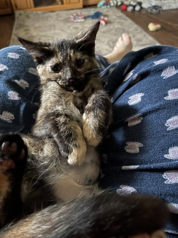 Enlarge Tessa, a Adoptable Domestic Short Hair in Dayton, OH image 1/6