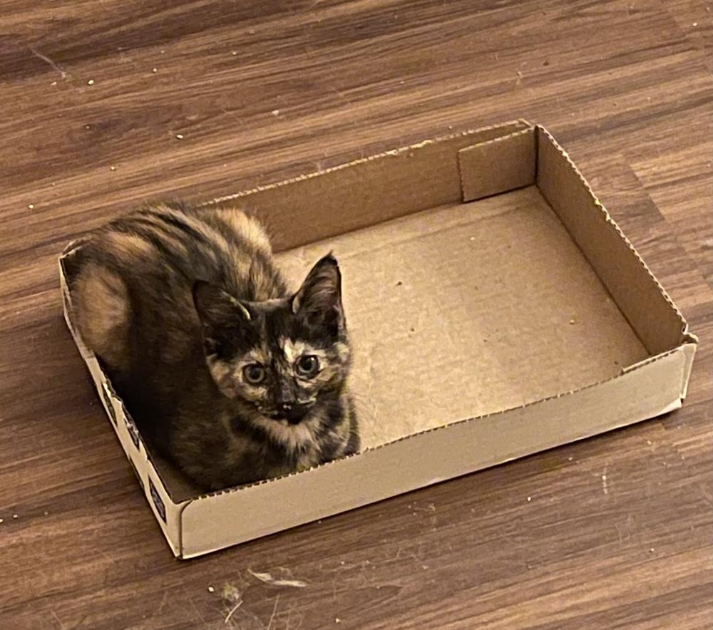 Enlarge Tessa, a Adoptable Domestic Short Hair in Dayton, OH image 2/6