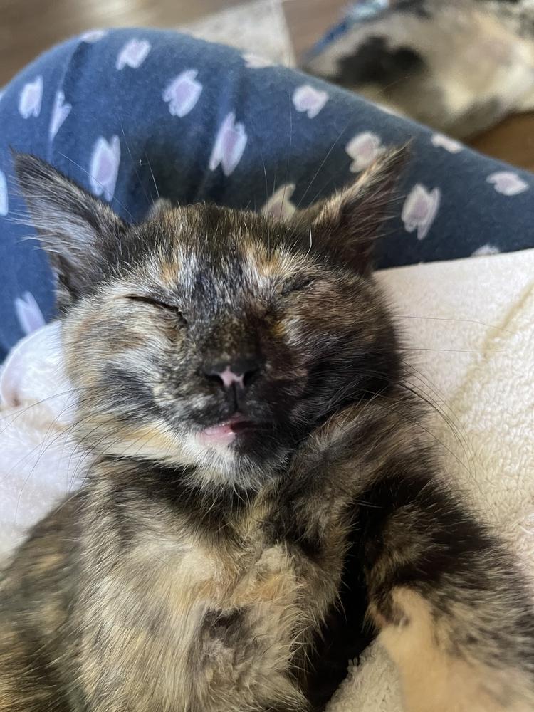 Enlarge Tessa, a Adoptable Domestic Short Hair in Dayton, OH image 3/6