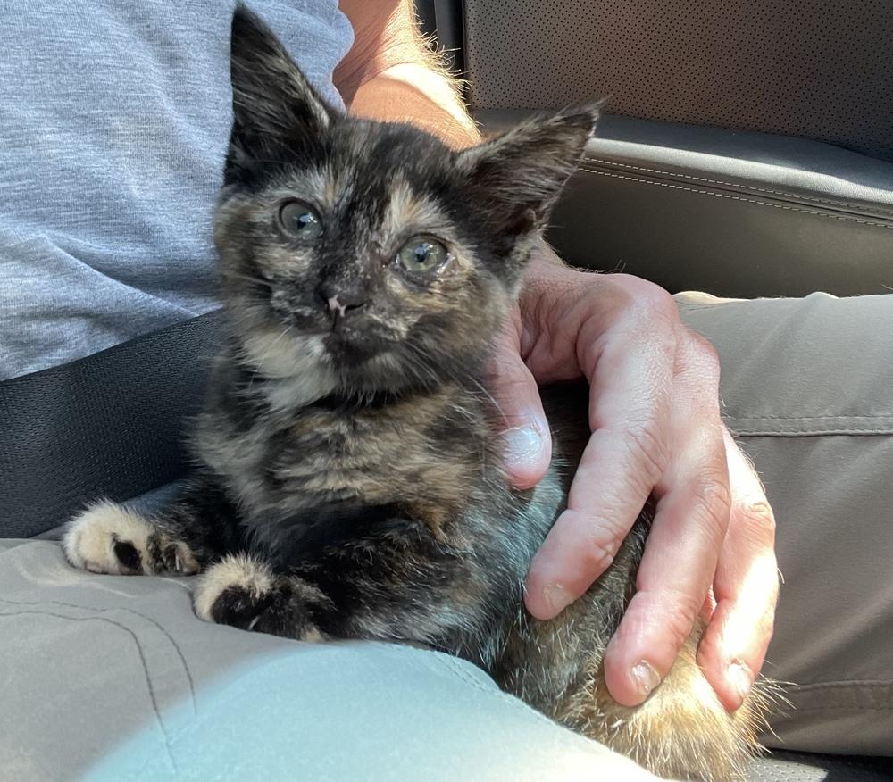 Enlarge Tessa, a Adoptable Domestic Short Hair in Dayton, OH image 4/6