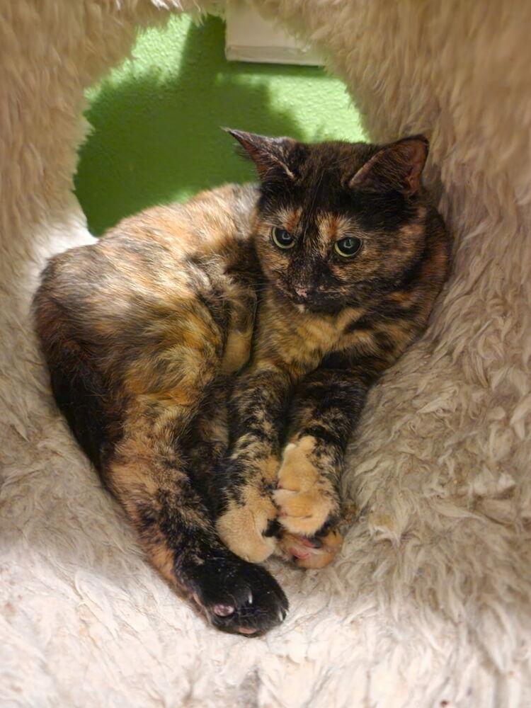 Enlarge Tessa, a Adoptable Domestic Short Hair in Dayton, OH image 5/6