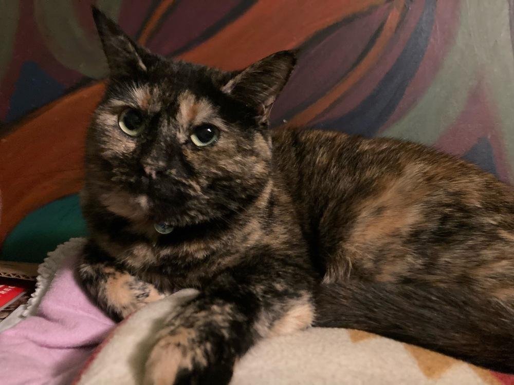 Enlarge Tessa, a Adoptable Domestic Short Hair in Dayton, OH image 6/6