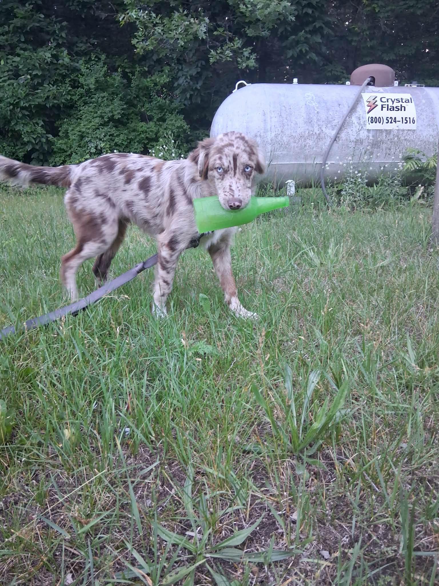 Enlarge Winter, an adopted mixed breed in Grand Rapids, MI image 3/3
