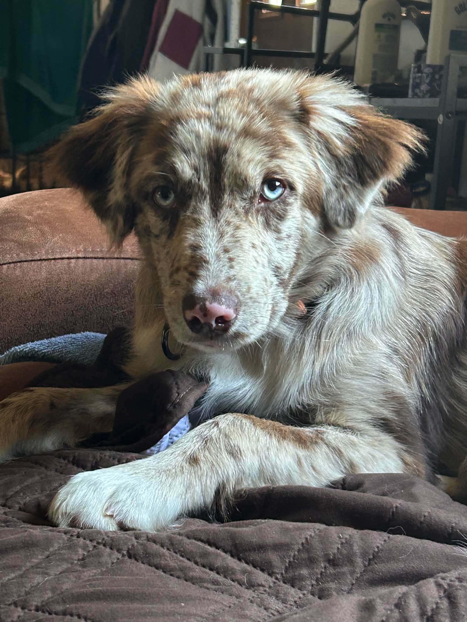 Enlarge Winter, an adopted mixed breed in Grand Rapids, MI image 2/3