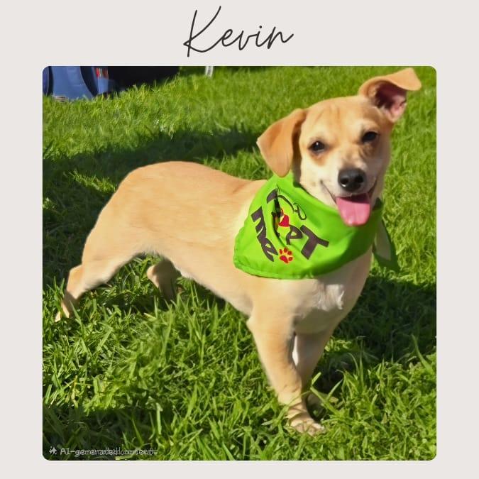 KEVIN, Adoptable, Young Male Chihuahua & Corgi.