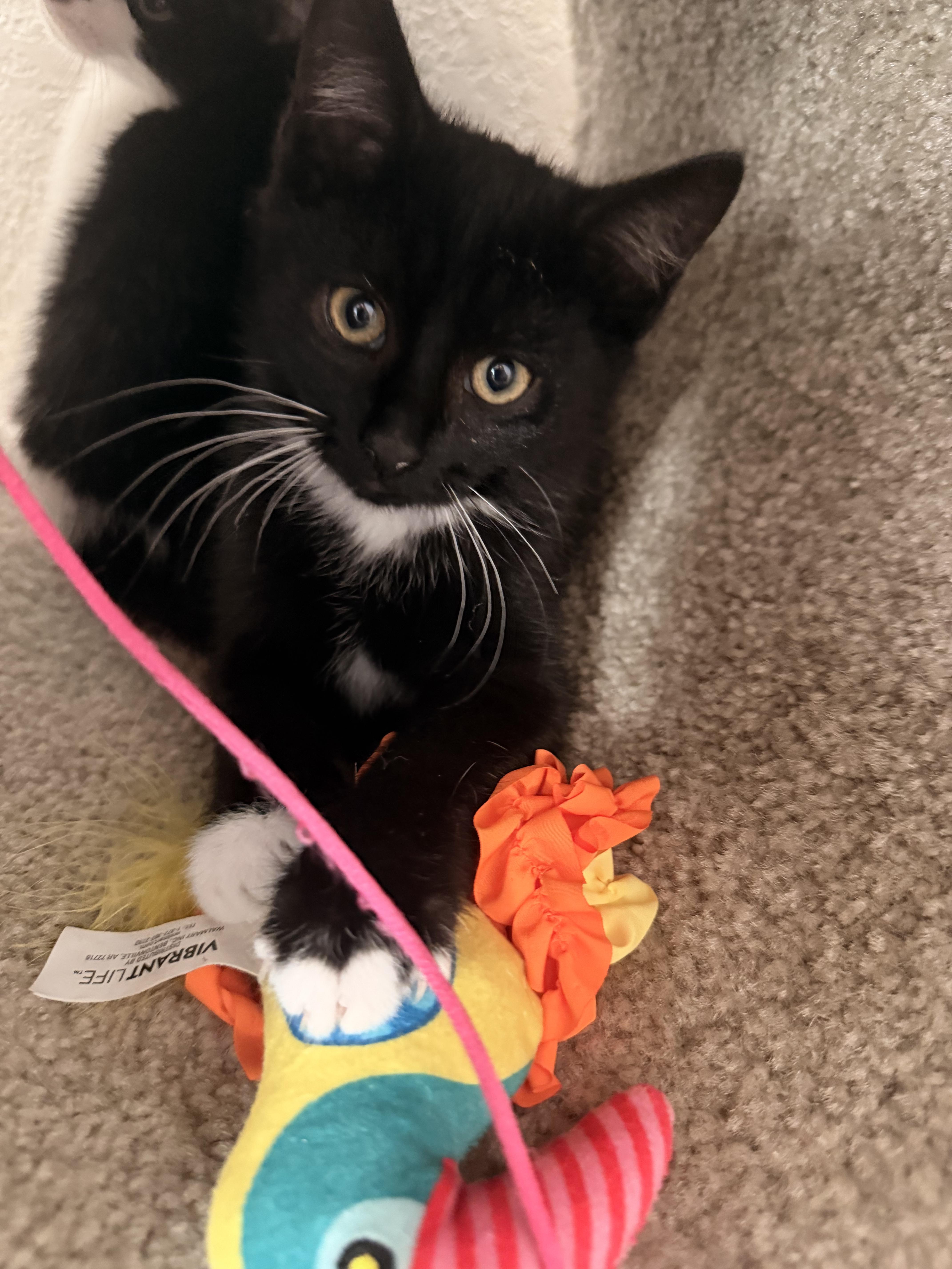 Kuro, adopted, Kitten Male Domestic Short Hair.