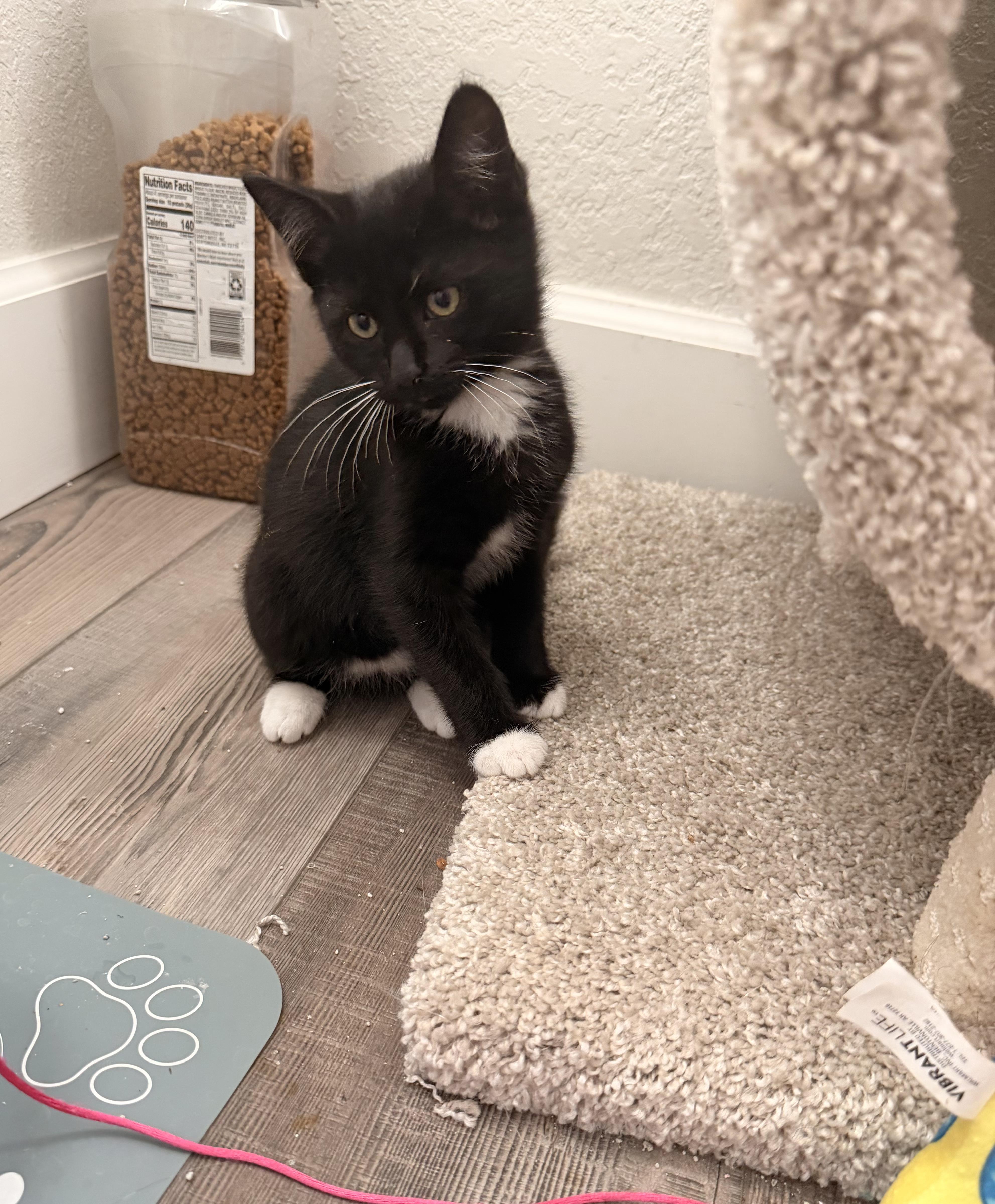 Kuro, an adopted Domestic Short Hair in Saint Pete Beach, FL image 2/3