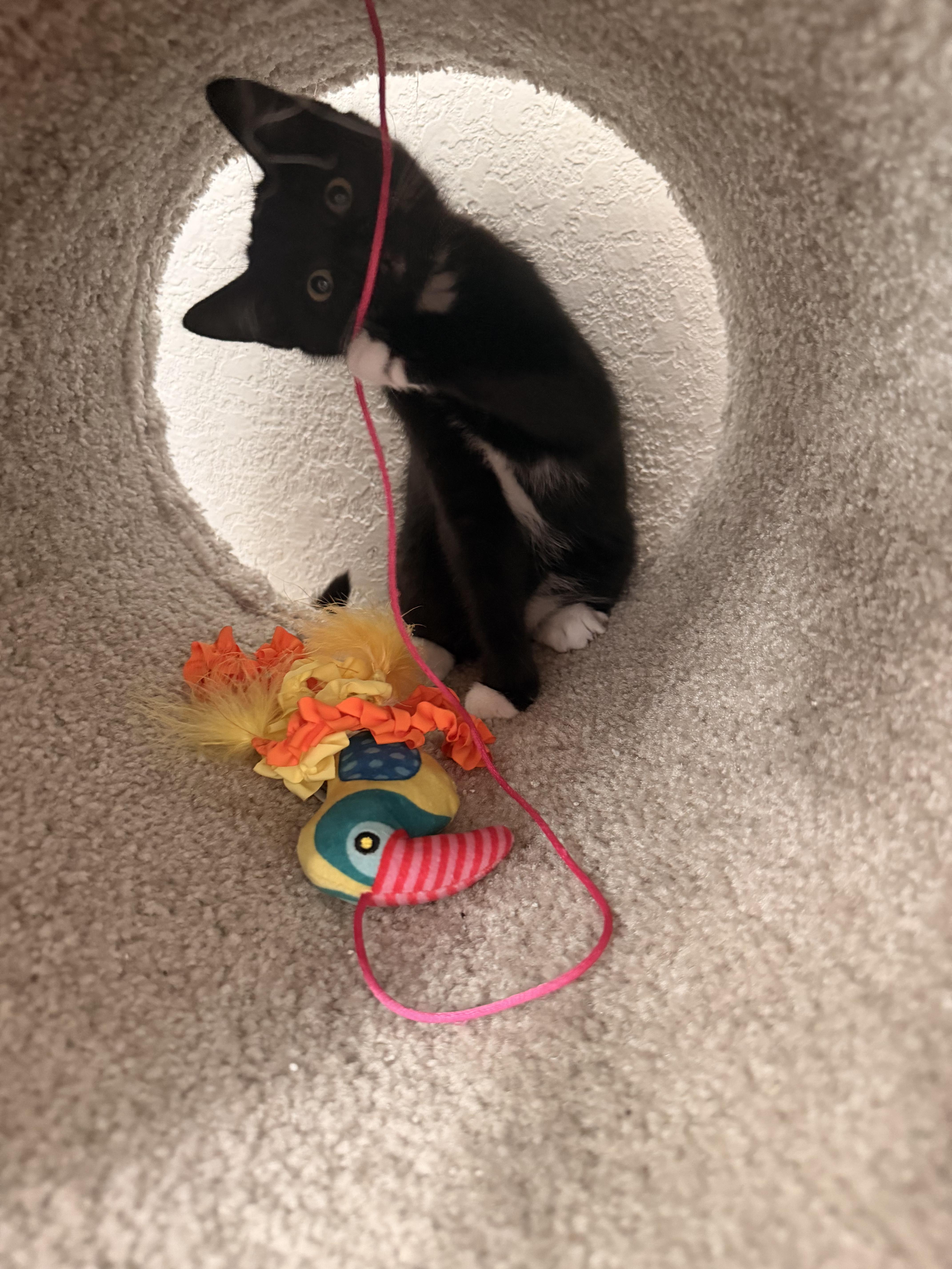 Kuro, an adopted Domestic Short Hair in Saint Pete Beach, FL image 3/3