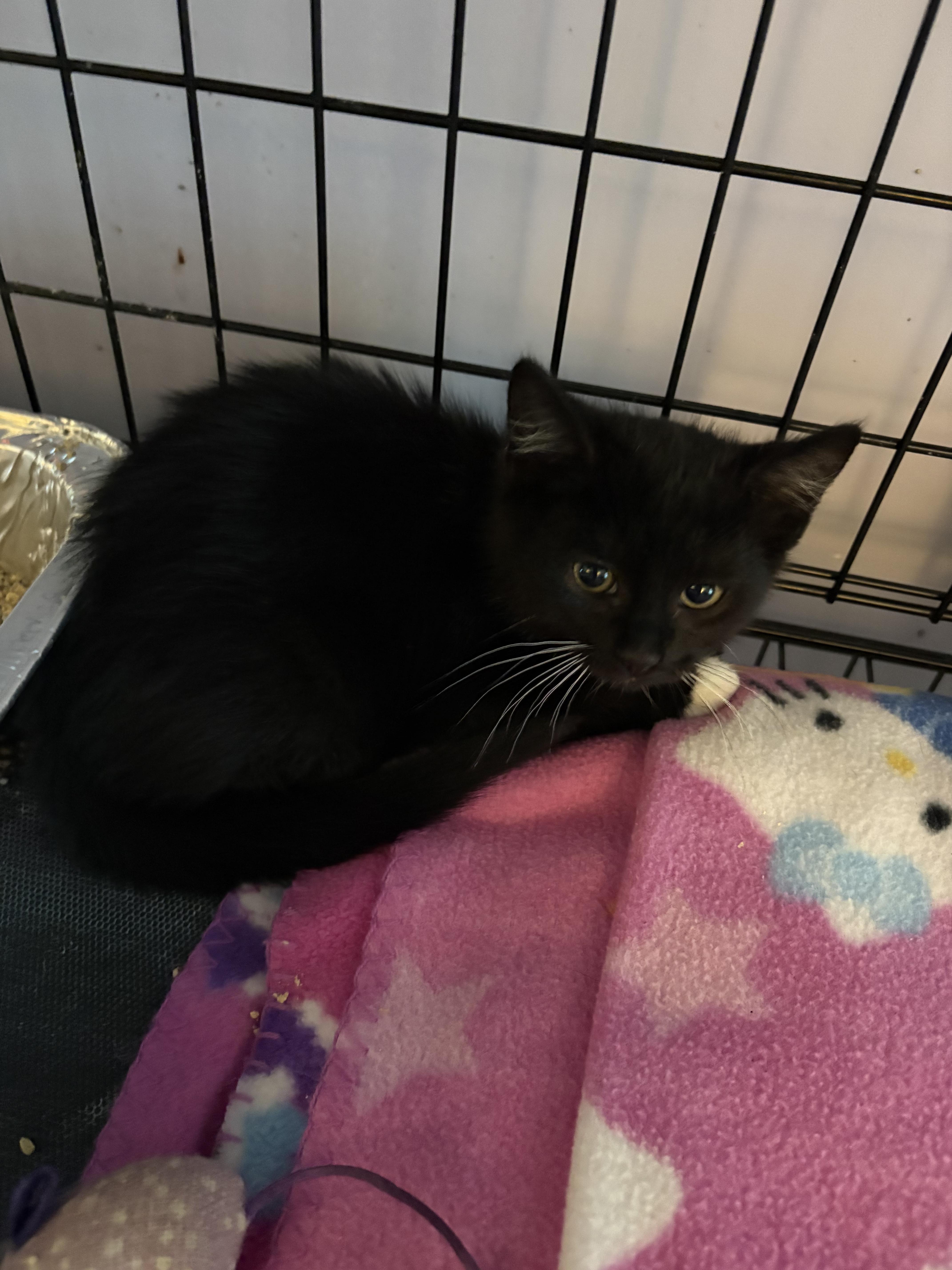 Kuro, ADOPTABLE, Kitten Male Domestic Short Hair.