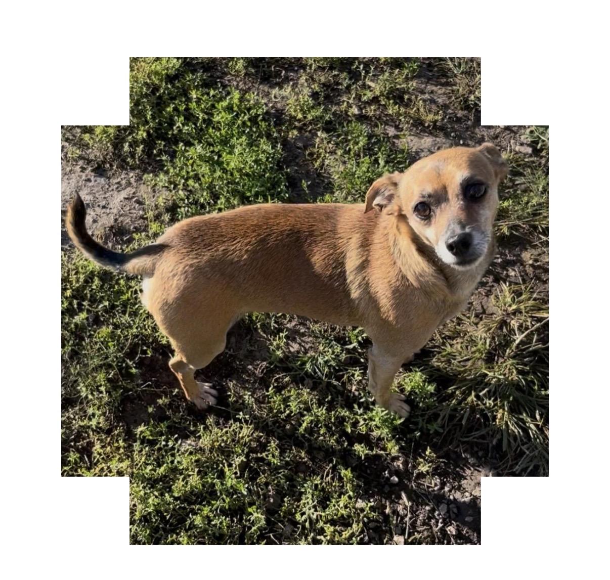Joey, Adopted, Senior Male Chihuahua & Dachshund.