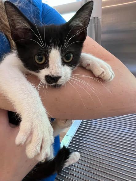 Mustee, ADOPTABLE, Kitten Male American Shorthair.